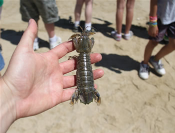 Mantis Shrimp